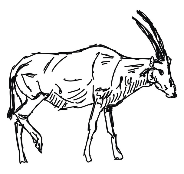 Dibujo Oryx, ilustración, vector sobre fondo blanco
. - Vector, Imagen