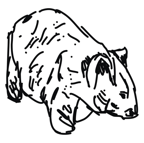 Dibujo Wombat, ilustración, vector sobre fondo blanco
. - Vector, imagen