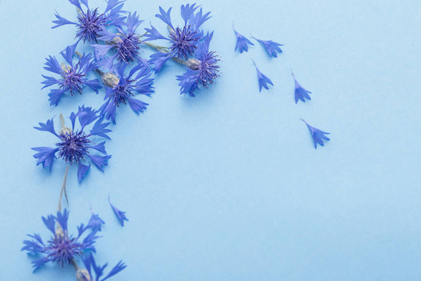 blue cornflowers on blue paper background - Fotó, kép