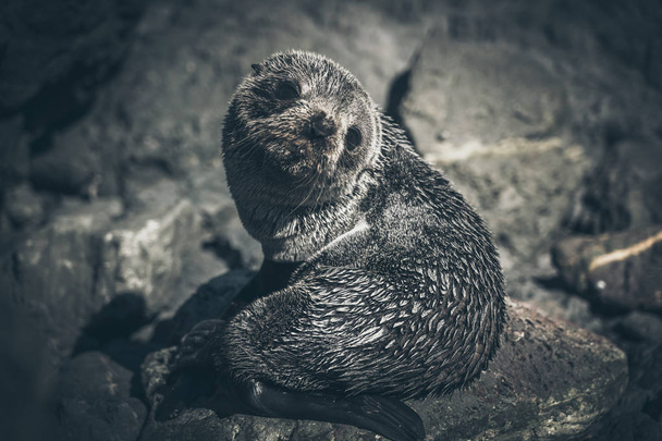 Sea Lion on a rock, new zealand - Fotó, kép