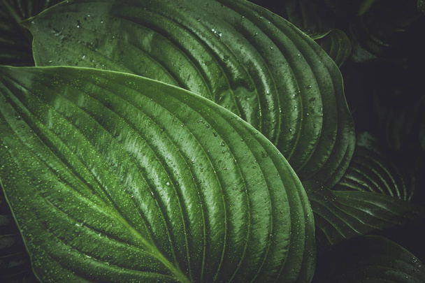 leaves of the plant hosts - Foto, Imagem