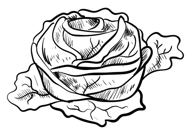 Cabbage drawing, illustration, vector on white background. - Вектор,изображение