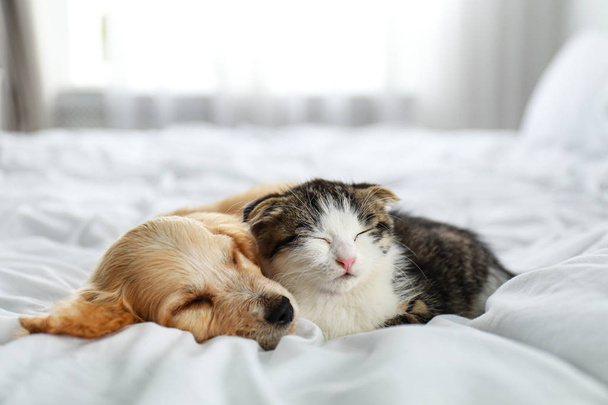 Adorable little kitten and puppy sleeping on bed indoors - Photo, Image