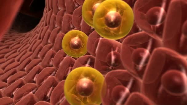 On montre que ces cellules, appelées cellules ovales progénitrices hépatiques (CPL), participent à la régénération du foie dans divers modèles de rongeurs de lésions hépatiques chroniques.
. - Séquence, vidéo