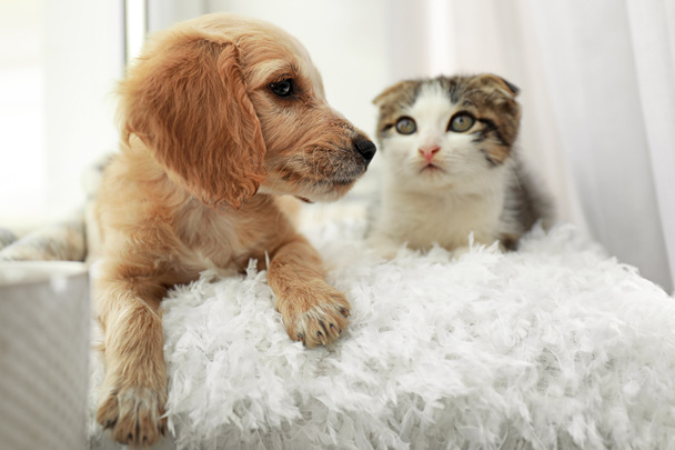 Adorable little kitten and puppy on pillow near window indoors - Foto, afbeelding