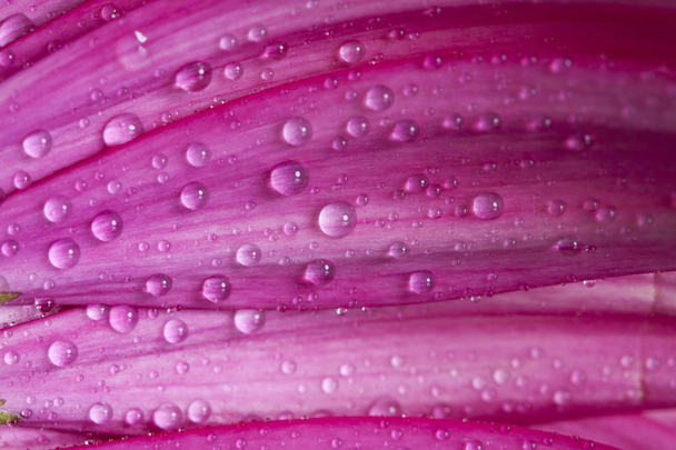 Closeup pink gerbera daisy flower with water drops - Fotoğraf, Görsel