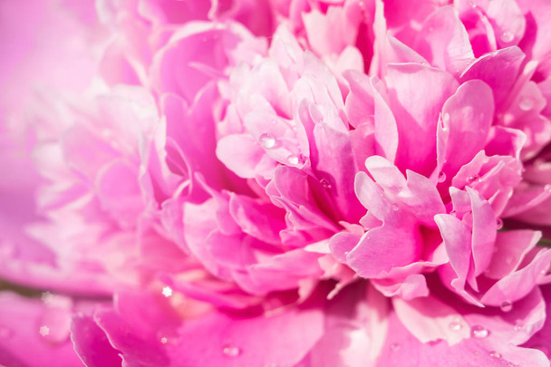 pink flower peony macro - Photo, Image