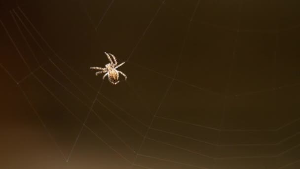 Spider weaves a web - Video, Çekim