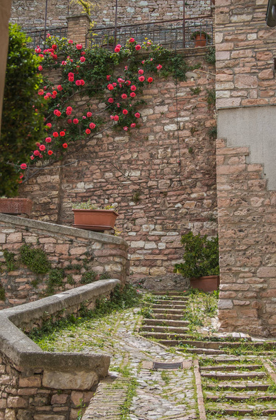 Callejón en el pueblo medieval de Spello con planta de rosa
 - Foto, imagen