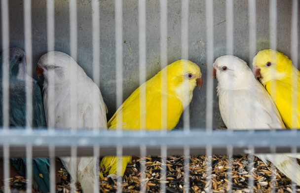 Tropikalne papugi siedzieć w klatce na kłusowców na rynku - Zdjęcie, obraz