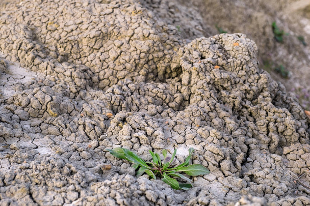 λουλούδι πράσινο ξηρά ρωγμές γκρίζα γκρι γκρι περιοχή φως σκιά φόντο τοπίο έδαφος κλαδί - Φωτογραφία, εικόνα