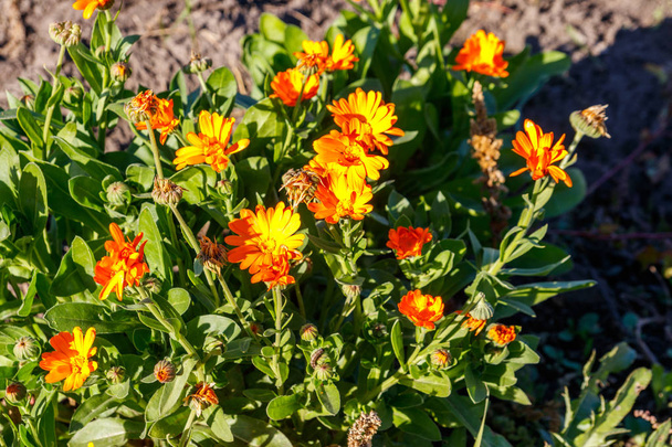 Καλέντουλα πορτοκαλί λουλούδι στον κήπο - Φωτογραφία, εικόνα
