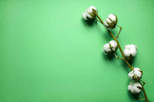 Cotton branch on background - Фото, изображение