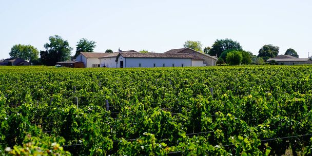 landscape Pomerol Saint Emilion vineyards in Bordeaux region in France - Φωτογραφία, εικόνα