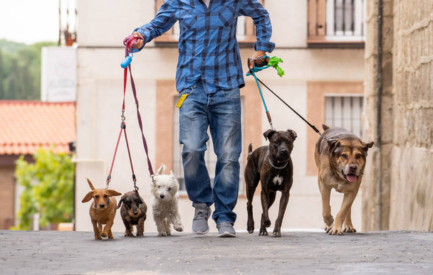 Professional dog walker or pet sitter walking a pack of cute different breed and rescue dogs on leash at city street. - Foto, Imagem
