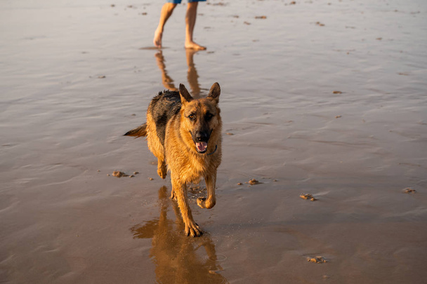 German shepherd dog running free off the leash and playing on a friendly-dog beach at sunset. Pet friendly vacation destination advertising and dog lovers image and vet backgrounds advertising. - Foto, immagini