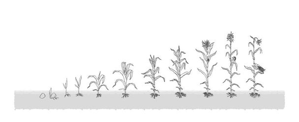 Agrárorganikus kukorica a vetőmag-színpad növény növekvő fehér háttér szürke - Vektor, kép