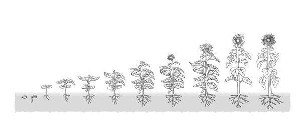 Mezőgazdasági bio napraforgó a vetőmag-szakaszban növény egyre fehér háttér szürke - Vektor, kép