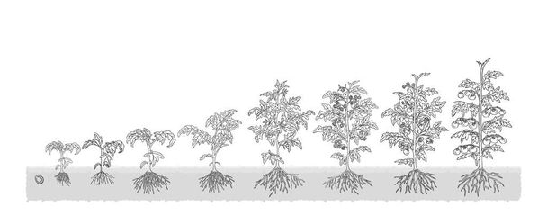 agrarische Bio-Tomaten aus der Saatstufe Pflanze wächst weißen Hintergrund grau - Vektor, Bild