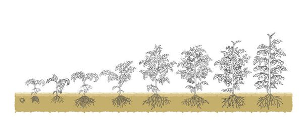 Αγροτικές βιολογικές ντομάτες από το εργοστάσιο σπόρων στάδιο καλλιέργεια λευκό φόντο - Διάνυσμα, εικόνα