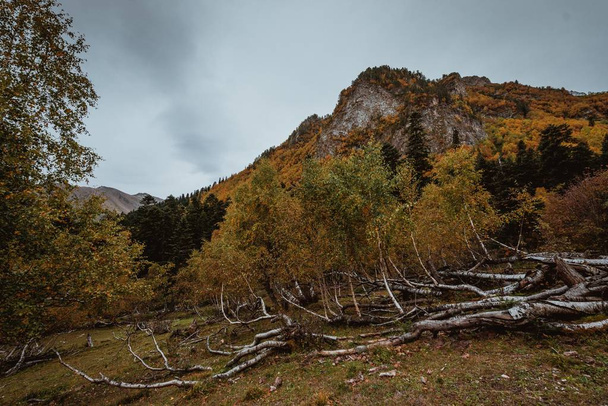 fallen leaves and fallen trees (autumns landscape) - Φωτογραφία, εικόνα