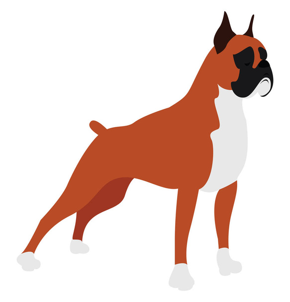 Боксер собака, иллюстрация, вектор на белом фоне
. - Вектор,изображение