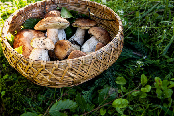 Осенняя композиция с грибами в корзине
 - Фото, изображение