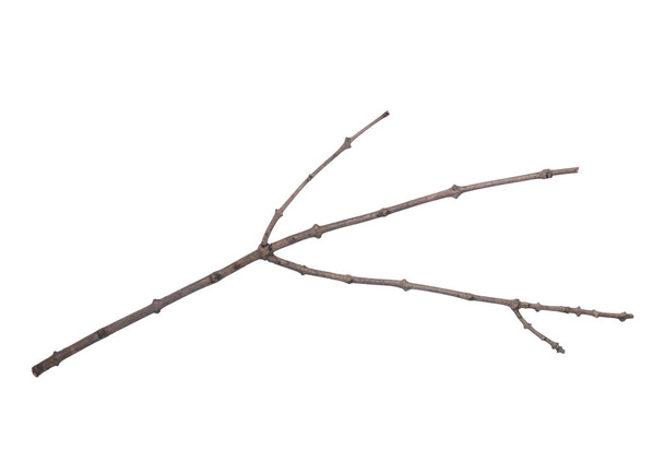 Сухая ветвь дерева на белом - Фото, изображение