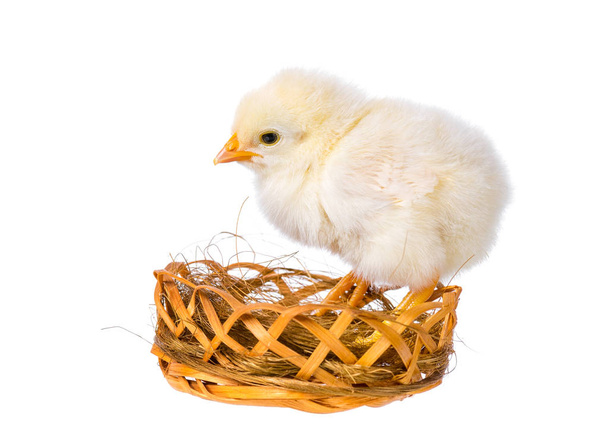 Beyaz arka plan üzerinde yeni doğan tavuk - Fotoğraf, Görsel