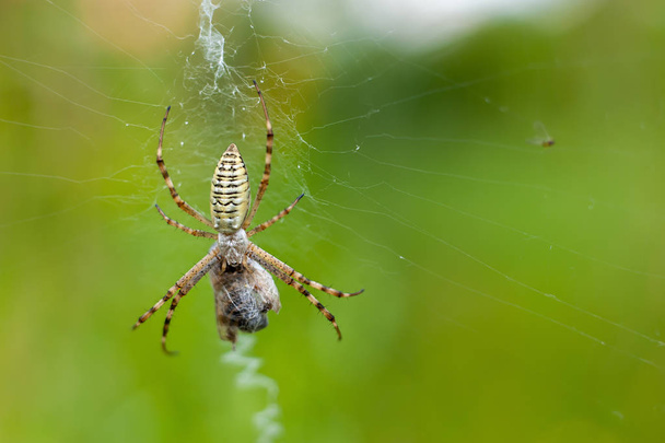 Una araña y su presa, primer plano sobre fondo verde claro con p
 - Foto, imagen