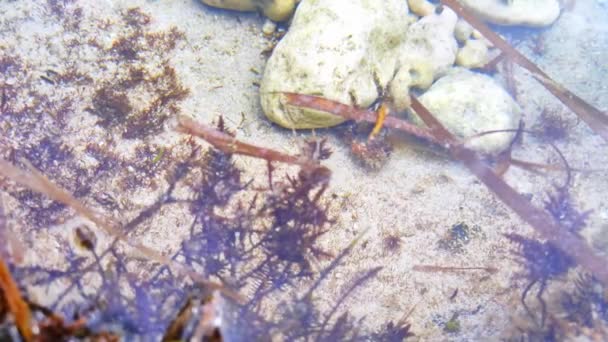 tengeri alga és korall tiszta vízben a strandon - Felvétel, videó