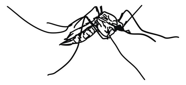 Dibujo de mosquitos, ilustración, vector sobre fondo blanco
. - Vector, Imagen