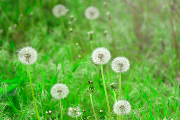 dandelions on the field in summer on a bright Sunny day - Photo, Image