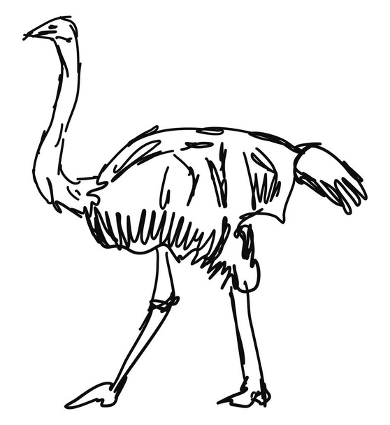 Ostrich drawing, illustration, vector on white background. - Vector, Image
