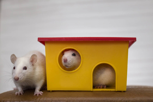 İki komik evcil hayvan sıçan ve bir oyuncak ev. - Fotoğraf, Görsel