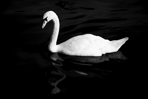 Black and white swan - Foto, imagen