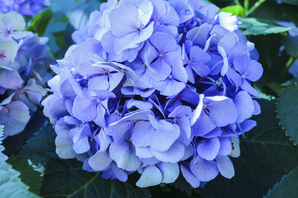 Крупним планом фіолетова гортензія, квіти і природа
 - Фото, зображення