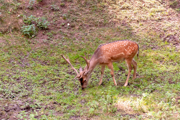 Deer grazes in the meadow. Deer eats grass. Young deer in the park. - Photo, Image