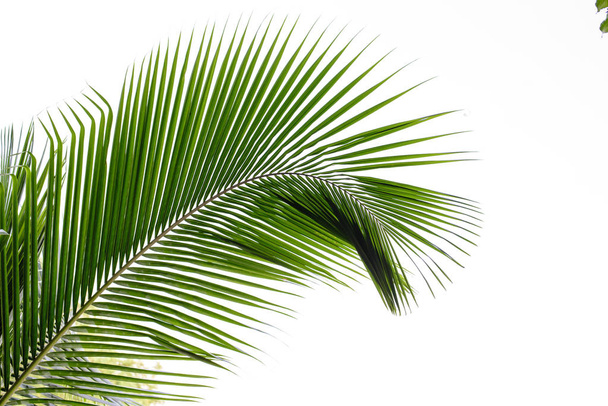 Kokosový list, bílý podklad - Fotografie, Obrázek