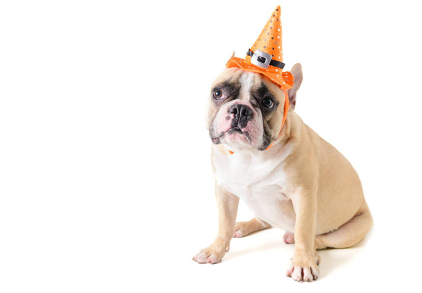 Portrait of Cute French bulldog with hat halloween isolated  - Fotoğraf, Görsel