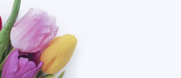 tulip bouquet on a white background frame - Фото, зображення
