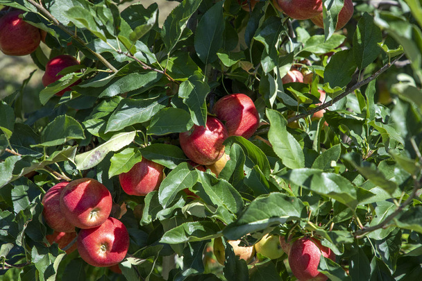 сад с яблонями в Альпах в Салурне
, - Фото, изображение