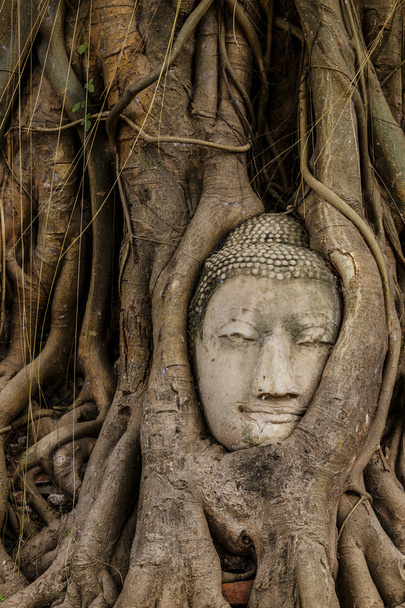 προτομή Βούδα στο παλιό δέντρο - Φωτογραφία, εικόνα