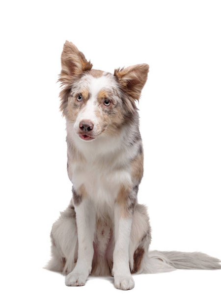 Hund auf weißem Hintergrund. glücklich Marmor Border Collie posiert. isolieren. - Foto, Bild