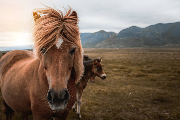 Izland festői jellegű izlandi ló. - Fotó, kép