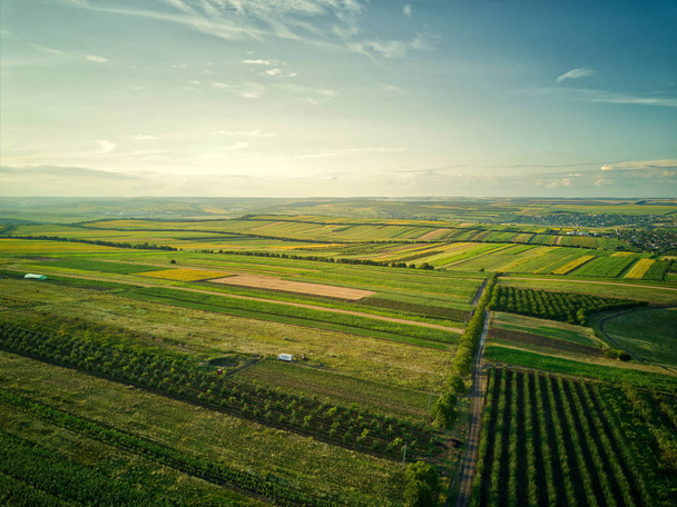 Vista aérea del campo de arroz verde y amarillo
 - Foto, Imagen