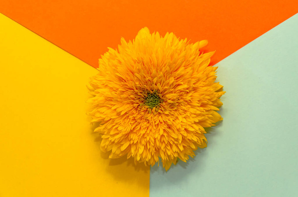 多色の背景に黄色の花。クリエイティブトレンディなミニマルコンセプト。幾何学的な平らな横。スペースをコピーします。トップビュー - 写真・画像