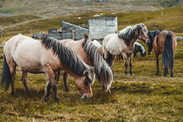Icelandic horse in scenic nature of Iceland. - Φωτογραφία, εικόνα