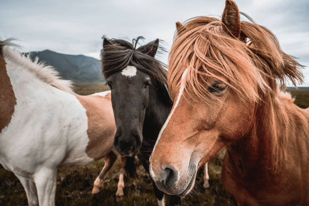 アイスランドの風景の中にアイスランドの馬. - 写真・画像