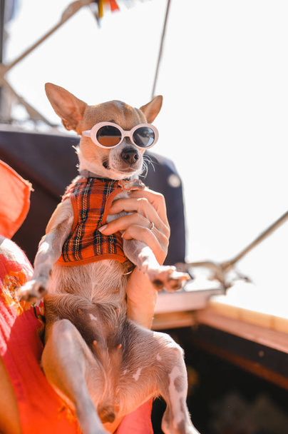 kleiner Hund mit Sonnenbrille. Lustiger Hund - Foto, Bild